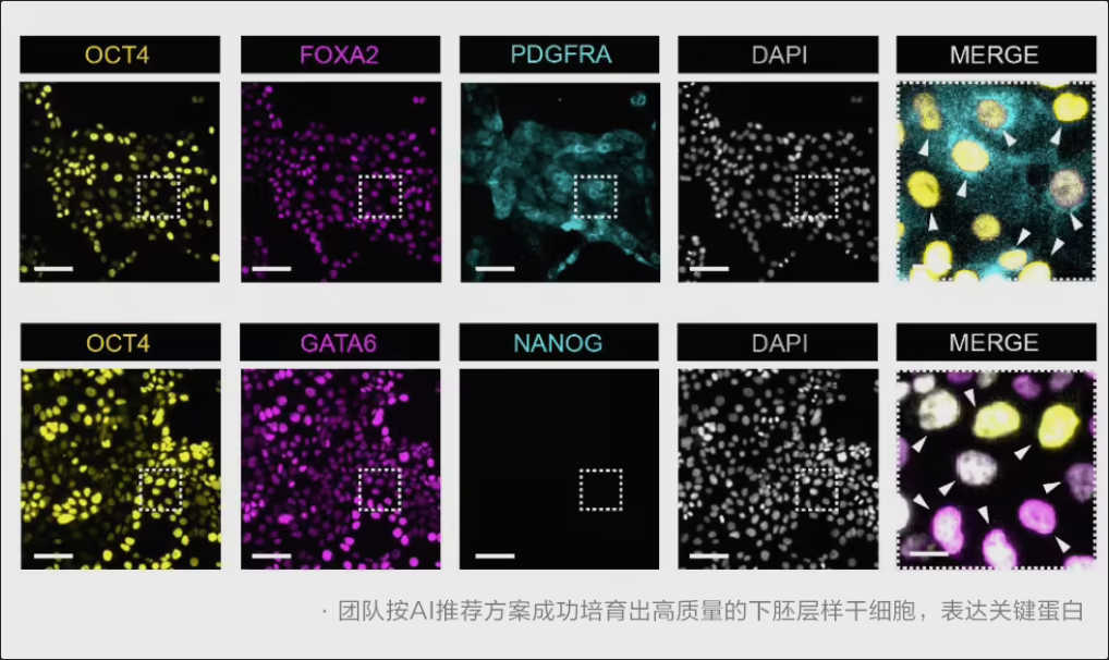 西湖大学联合阿里达摩院推出干细胞 AI 模型“归元”,可精准调控细胞“逆生长” 西湖大学联合阿里达摩院推出干细胞 AI 模型“归元”,可精准调控细胞“逆生长”